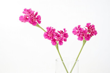 Obraz premium Pink Flowers in a Glass Vase