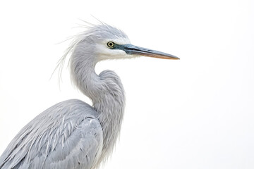 Fototapeta premium Close-up of a Grey Heron's Head and Neck Against a White Background