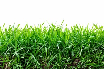 Fototapeta premium Grass field on white background