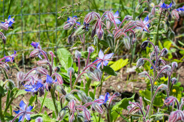 borago officinalis plant photo