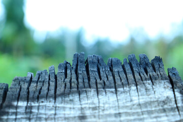 closeup of fibrous roots becoming charcoal. Black charcoal bark background