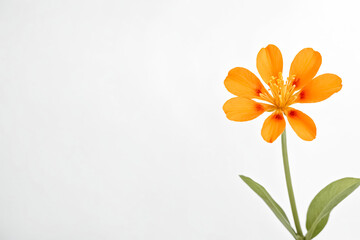 Fototapeta premium Single Orange Flower on White Background