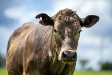 'herd of dairy cows grazing on lush long green pasture in a field on a. beef cattle farm in Australia on a ranch