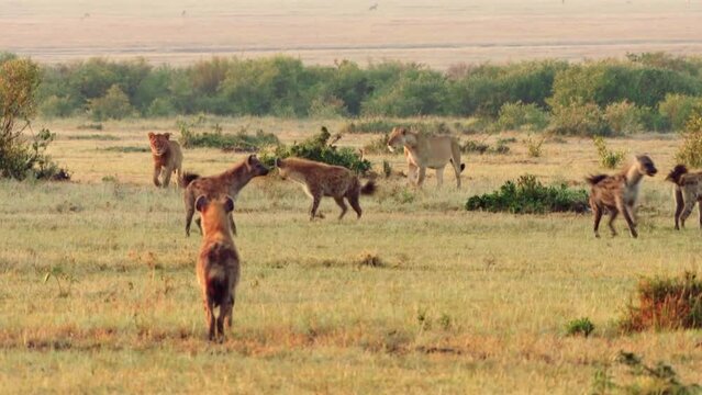사바나에서 서로를 경계하는 사자와 하이에나들
