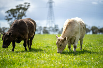 Stud Beef bulls, cows and calves grazing on grass in a field, in Australia. breeds of cattle include speckled park, murray grey, angus, brangus and wagyu on long pasture in spring and summer © Phoebe