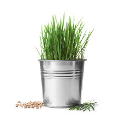 Potted wheat grass, fresh sprouts and seeds isolated on white
