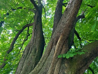 Beautiful chestnut tree with lush green leaves growing in botanical garden, low angle view
