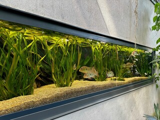 Aquarium with fish and underwater plants in botanical garden