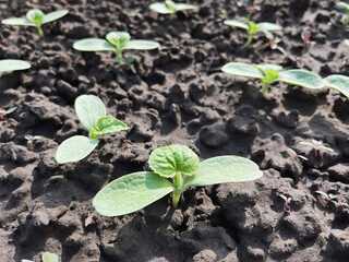 small green sprouts of melon growing on a bed in a vegetable garden