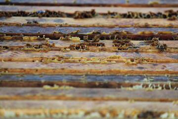 beautiful photos of honeycombs with honey and bees