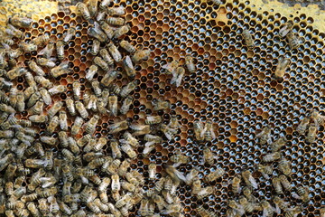 beautiful photos of honeycombs with honey and bees