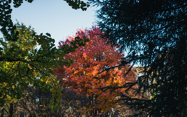 autumn in the park