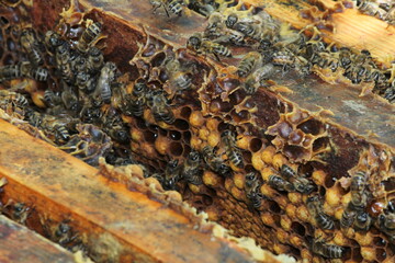beautiful photos of honeycombs with honey and bees