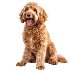 Fototapeta premium Golden Labradoodle dog isolated on white background