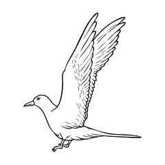 bird sketch illustration on white background