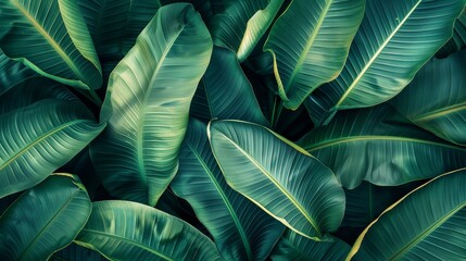 Beautiful Tropical Background Featuring Lush Green Banana Leaves