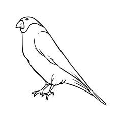 bullfinch sketch illustration on white background