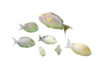 Image of a group of marine fish isolated on a transparent background png file.