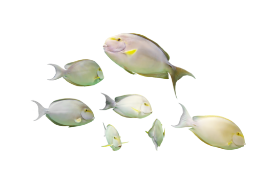 Image of a group of marine fish isolated on a transparent background png file.