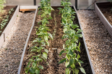 We plant seedlings in the ground. Spring planting of pepper seedlings in a greenhouse on high beds. The concept of agriculture and harvesting.