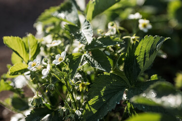Banner. A flowering strawberry bush. White strawberry flowers under the rays of the sun. Macro. Homemade strawberries bloom in large white flowers. Strawberry bushes in the summer garden.