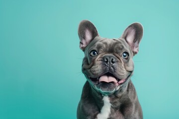 dog breed french bulldog