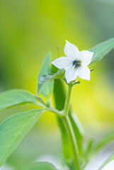 White chili flower, small single flower, perfect flower, male and female stamens are in the same flower. White chili flower on chili plant.