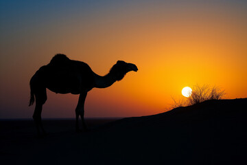 Silhouette of Camel at Sunset in Desert, camel in the desert at sunset, generative ai