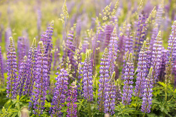 Beautiful flowers in summer. Wild meadow lupin . Low depth of field.