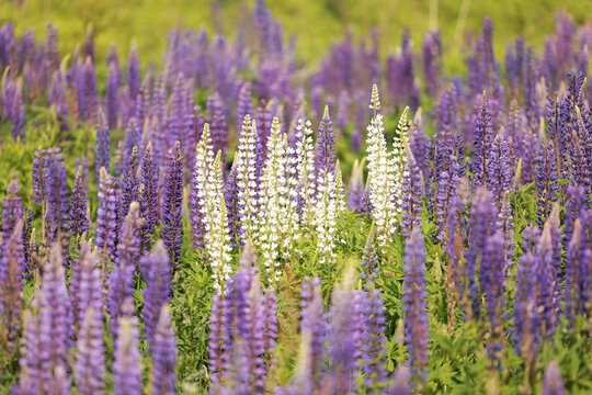 Beautiful flowers in summer. Wild meadow lupin . Low depth of field.