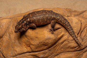 Egernia Lizard is a species of skink found in Australia.