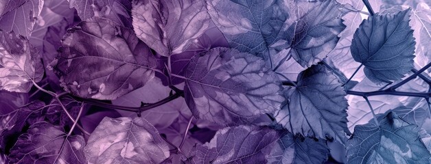 Purple and Blue Tinted Leaves Nature Background