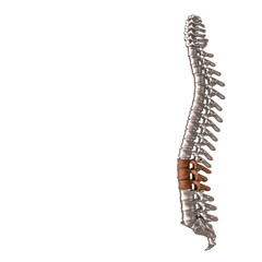 Metallic spine showing lower back pain