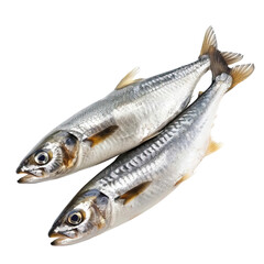 Obraz premium Herring fish isolated on a white background
