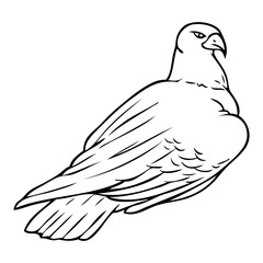 Obraz premium falcon sketch illustration on white background