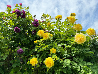 Yellow purple roses blooms floribunda shrub