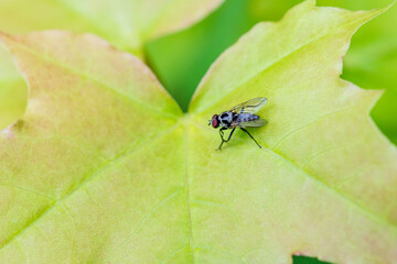 Naklejka premium La mouche domestique : un pollinisateur méconnu de notre environnement