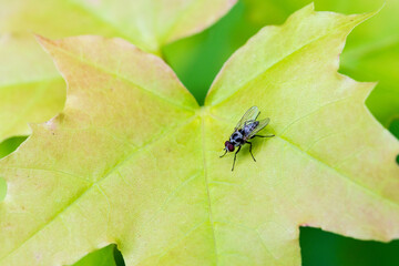 La mouche domestique : un pollinisateur méconnu de notre environnement
