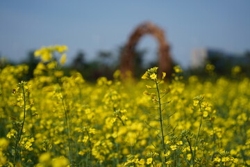 Rape blossoms in full bloom in a field in South Korea