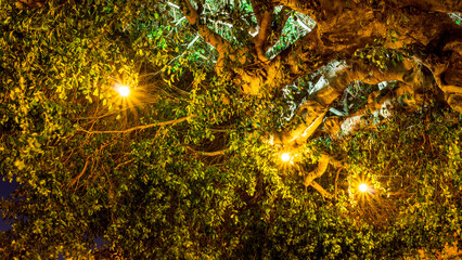 night crown of a tree with leaves and branches with shining lamps and garlands, flashlights and green nature landscape