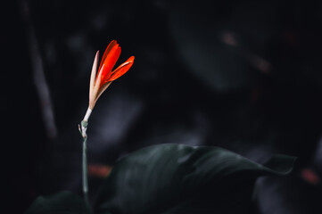 beautiful blooming orange wildflowers and a blurred dark background