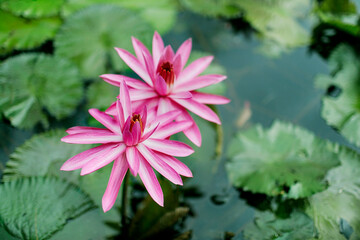 Water lily flower blooming in the pond