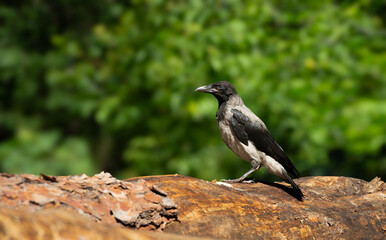 portrait of a young raven on a natural background with a texture of feathers for a banner background
