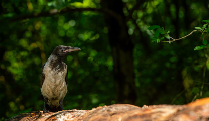 portrait of a young raven on a natural background with a texture of feathers for a banner background