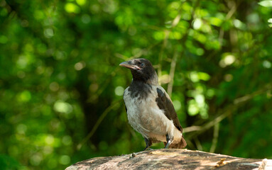 portrait of a young raven on a natural background with a texture of feathers for a banner background