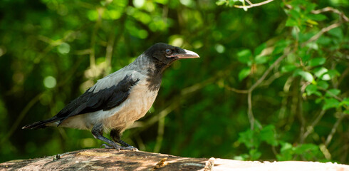 portrait of a young raven on a natural background with a texture of feathers for a banner background
