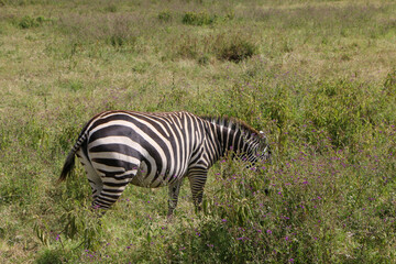 zebra eating grass