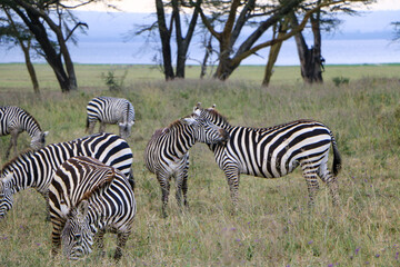 zebras in serengeti park