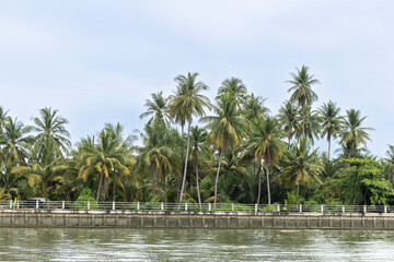 Coconut planting plots of Thai farmers