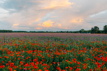 large poppy field in bloom at sunset
